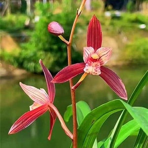 Cymbidium ensifolium Red Beauty 建兰 ‘年年红’ - very flagrant