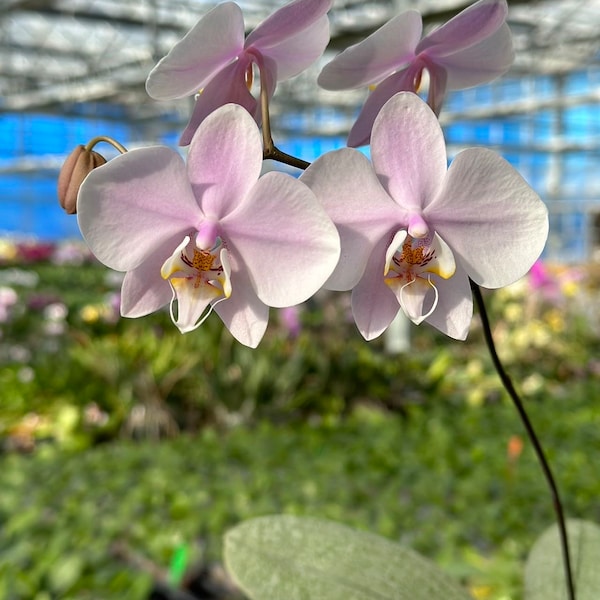 Rare silver foliage! Phal. Rothschildiana, multiflora, very fragrant!