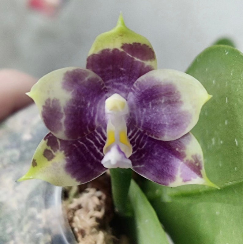 Phal. Mituo Purple Dragon Blue Penguin MCL45, pretty and very fragrant image 4