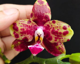 In spike! Phal. Allura Voodoo, rare and hard to find, very fragrant!