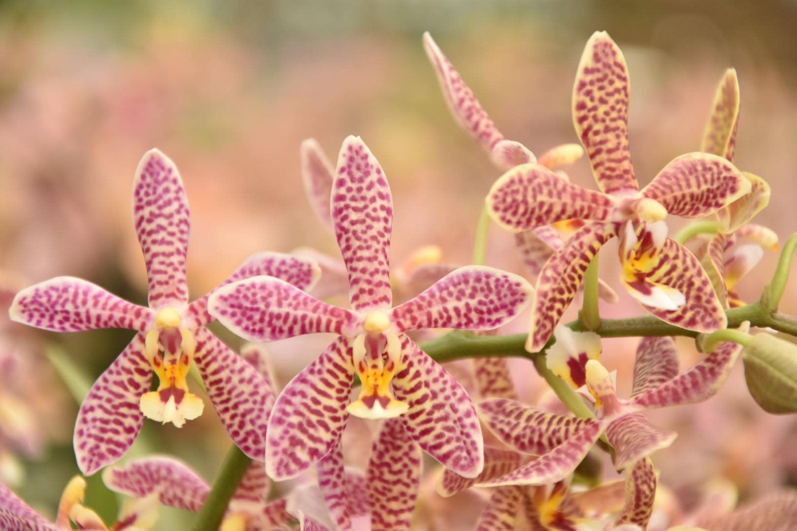 Phal. Yaphon Pink Lady - Easy to Grow, Beautiful Color - Etsy