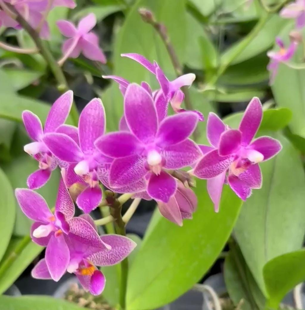 Phal Meen Estrella x equestris (22IT), adorable flowers, multiflora, very fragrant