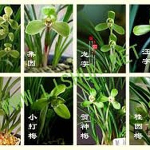 Cymbidium goeringii 'Gui Yuan Mei' 春蘭 桂圆梅, fragrant, Easy to care image 7