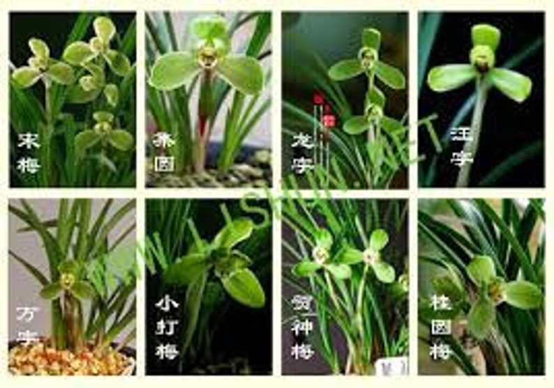 Cymbidium goeringii 'Gui Yuan Mei' 春蘭 桂圆梅, fragrant, Easy to care image 7