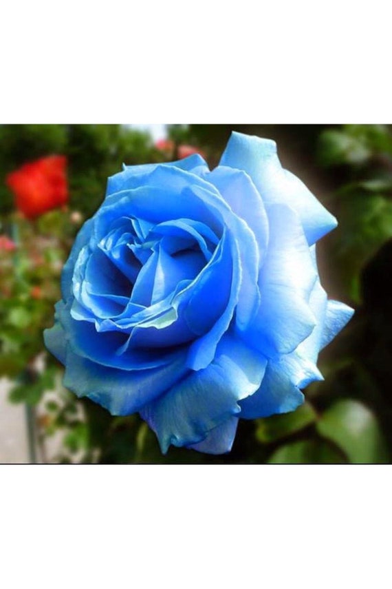 Blue Rose Seeds 30 per Pack Etsy