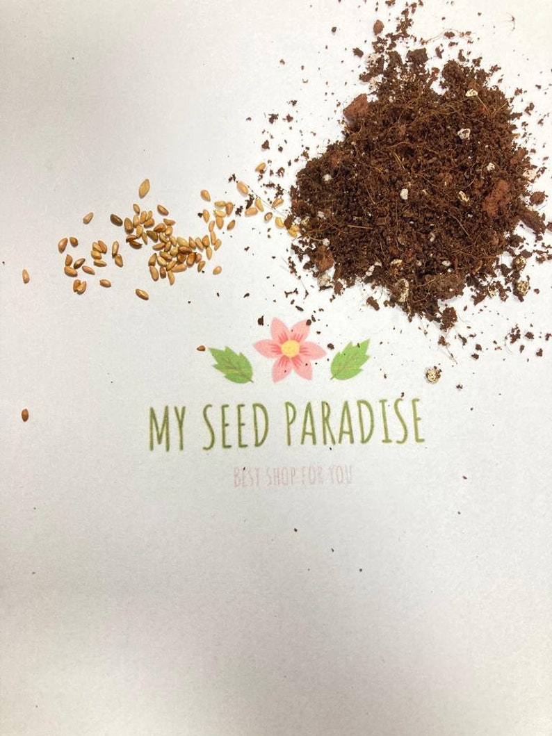 12 Mix Rose Seeds Packet 60 Seeds Etsy Australia