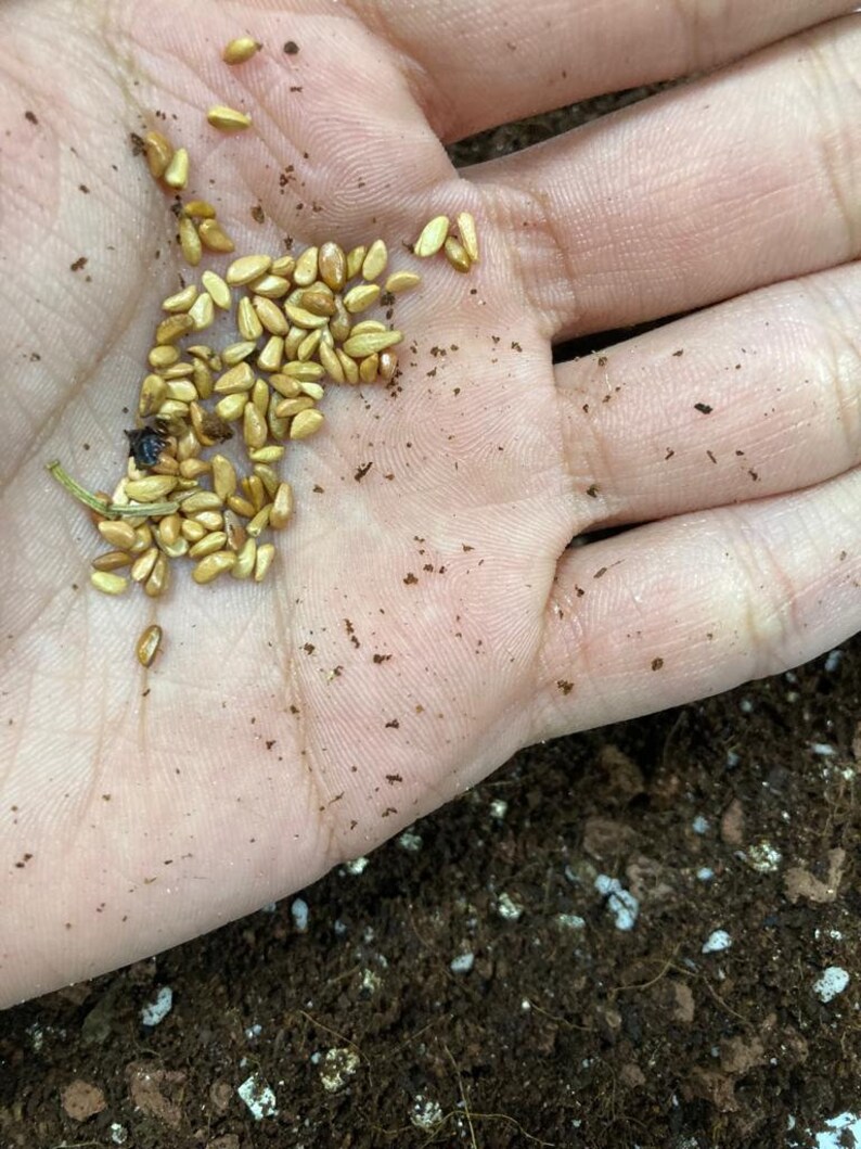 20 Mix Rose Seeds Packet 100 Seeds Etsy