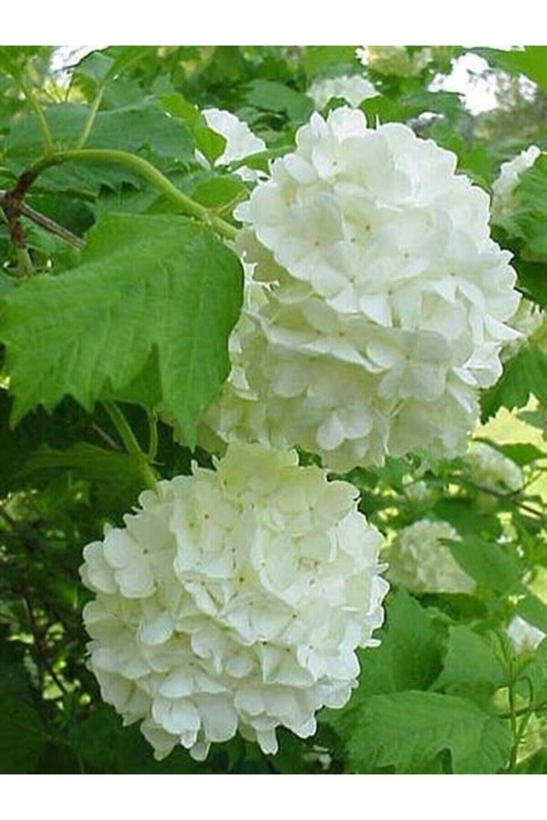 Hydrangea Seeds White 15 per Pack Etsy