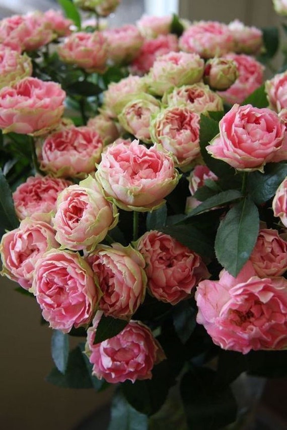 Fragrant Dutch Rose Seeds 30 - Etsy Israel