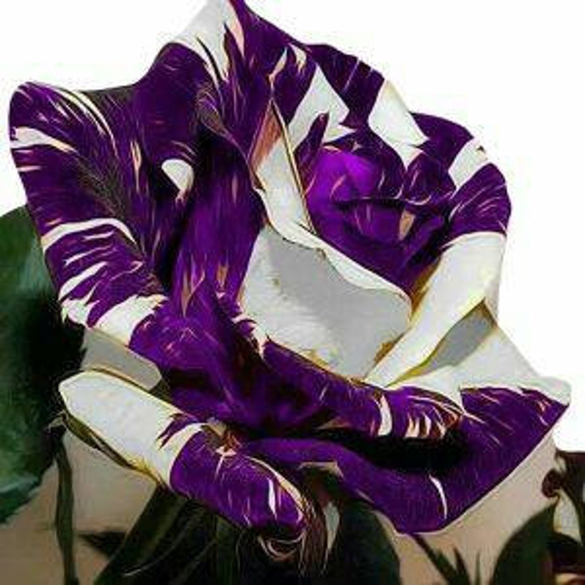 Purple And White Striped Roses