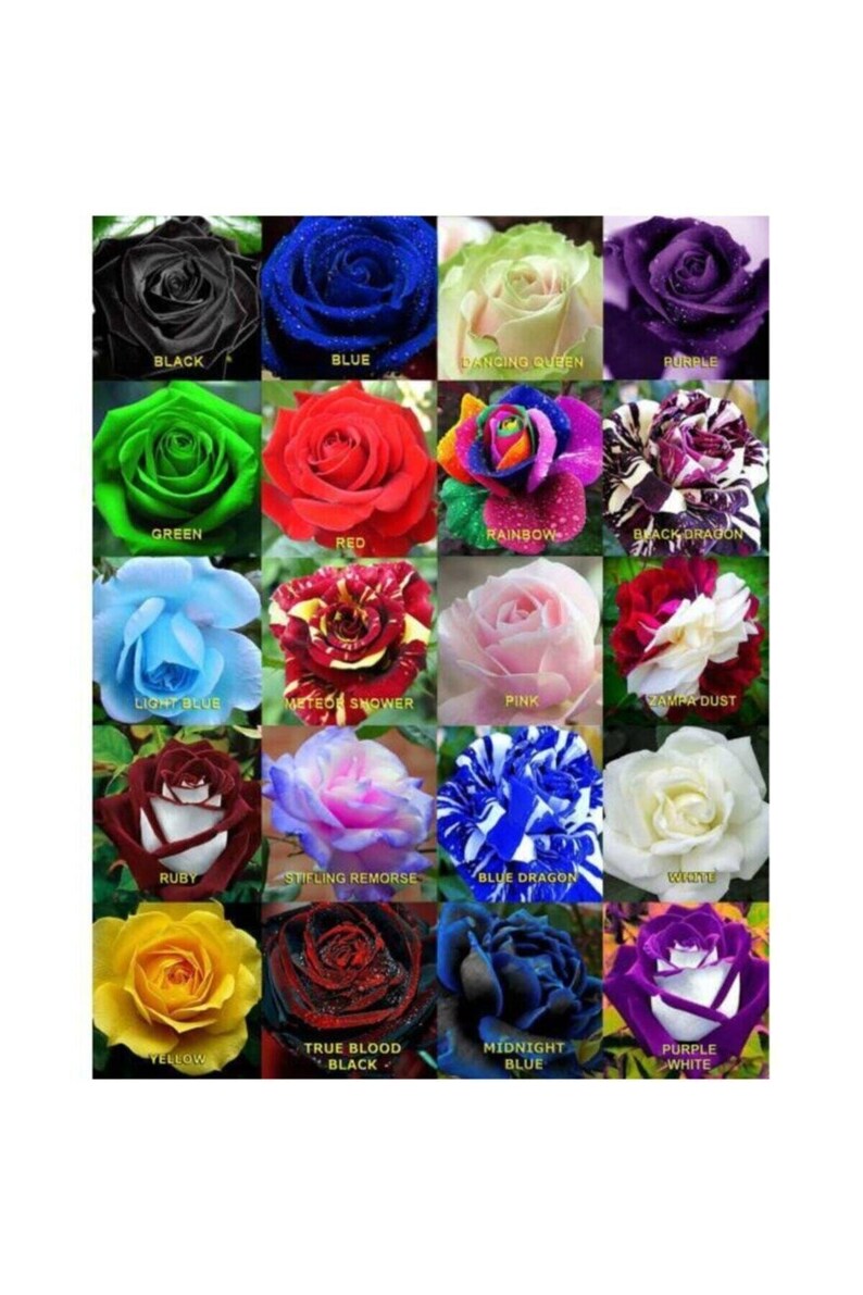 20 Mix Rose Seeds Packet 100 Seeds Etsy