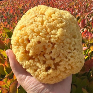 Natural Sea Sponge | Gentle Exfoliator for Sensitive Skin | Luxury Bath | Plastic-Free Baby & Body Sponge | Zero Waste | Organic Feel