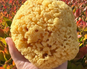 Natural Sea Sponge | Gentle Exfoliator for Sensitive Skin | Luxury Bath | Plastic-Free Baby & Body Sponge | Zero Waste | Organic Feel