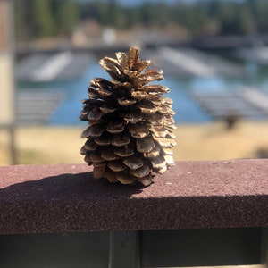 Gold dusted pinecones