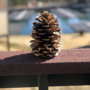 Gold dusted pinecones
