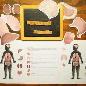 Homeschool Anatomy Activity, Montessori Materials, Human Body Printables, Children&#39;s Anatomy Unit Study, Major Organs Printable, Elementary