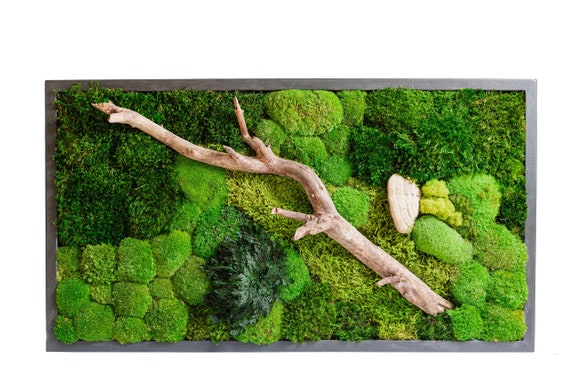 Preserved Moss Wall Decore, Moss Wall Art, Jungle Plants, Eco