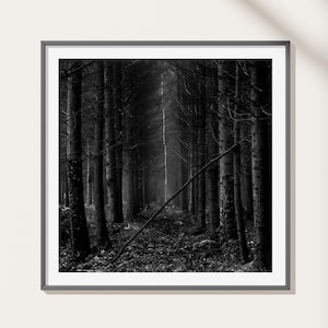 Dark Forest Fotografie Druck: Limitierte Giclée Fine Art