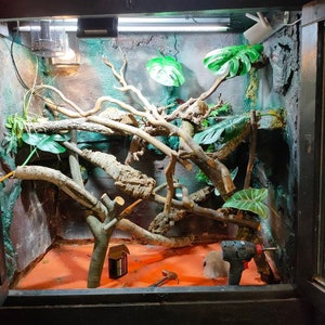 Custom Reptile Backgrounds - Etsy