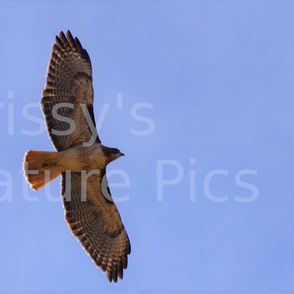 Red-tailed Hawk Digital Photograph