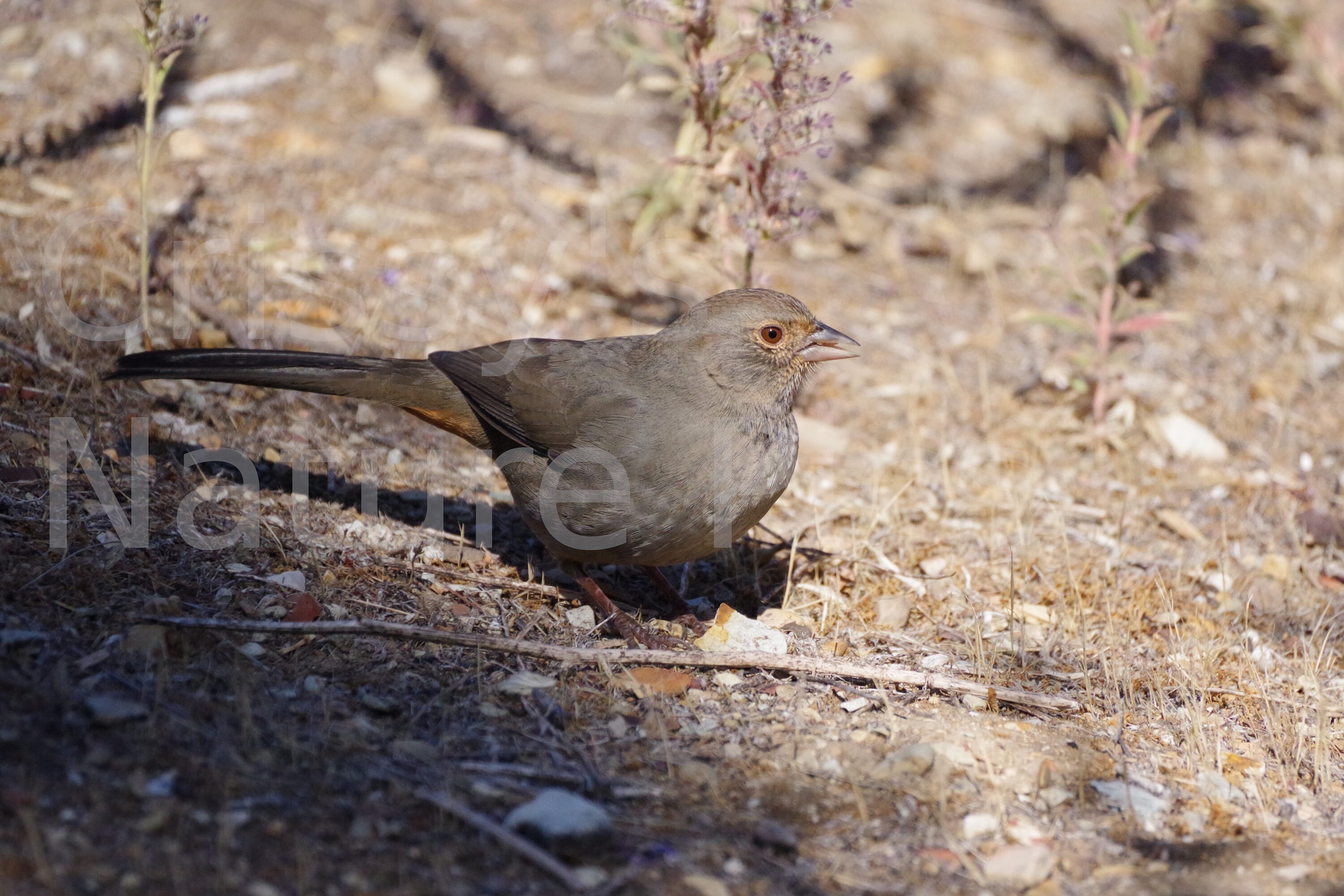 California Towhee Digital Photograph