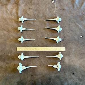 10 lange Wirbel aus Alabama Whitetail Deer