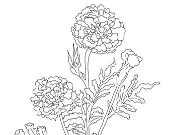 For Kylie, Marigold