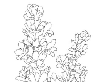 For Sydney, Lavender