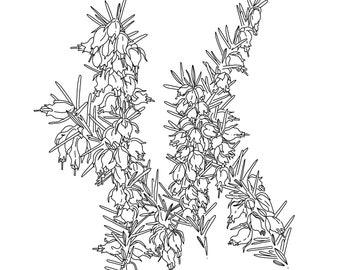 For HB1639, Heather Plant
