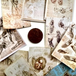 Op de afbeelding: Een verzameling vintage anatomische schetsen, met gedetailleerde illustraties van het menselijk lichaam, waaronder skeletstructuren, foetussen en anatomische studies. De schetsen zijn in sepiatinten, met een cent voor de schaal.