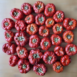 Mini citrouille, citrouille séchée, Halloween, décor d’automne, décor d’automne, décor festif, Noël, couronne de Noël, pot pourri, fleurs séchées