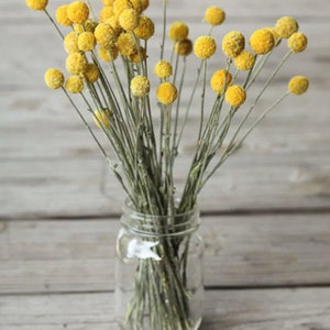 Yellow Craspedia Bunch of ten, Mustard Billy Buttons, Dried Flowers, dry flower Floral Arrangements billy balls image 2