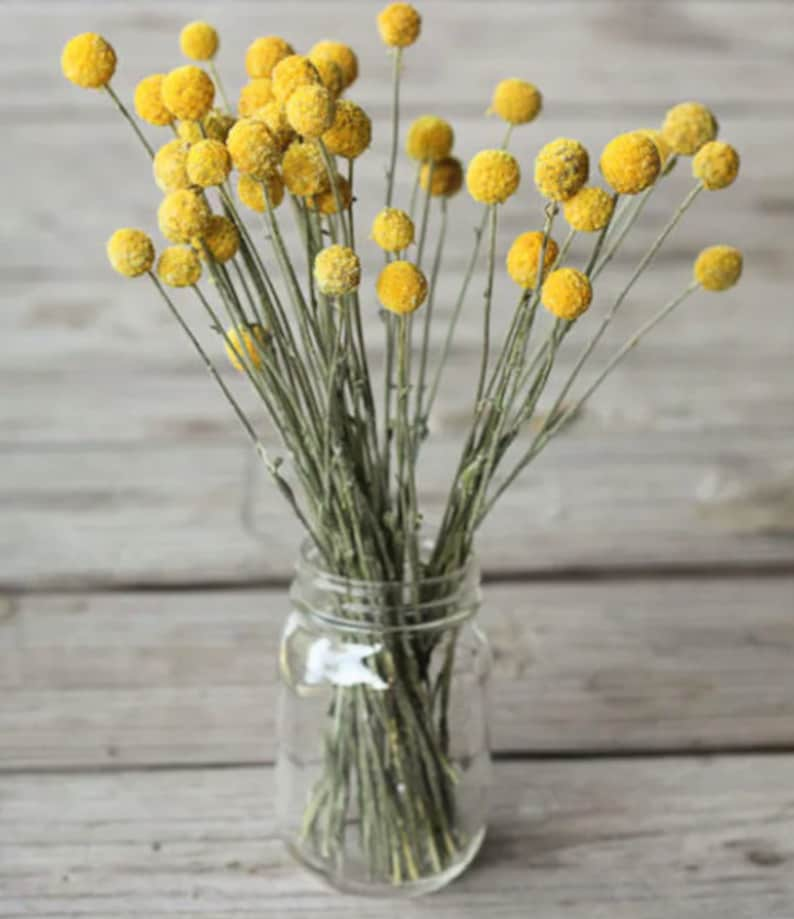 Yellow Craspedia Bunch of ten, Mustard Billy Buttons, Dried Flowers, dry flower Floral Arrangements billy balls image 2