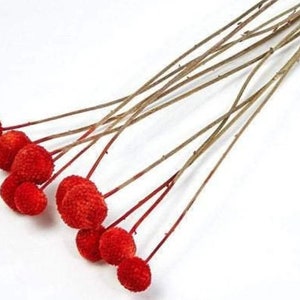 May include: A bunch of dried red berry stems with small, round, fuzzy red berries on the ends.