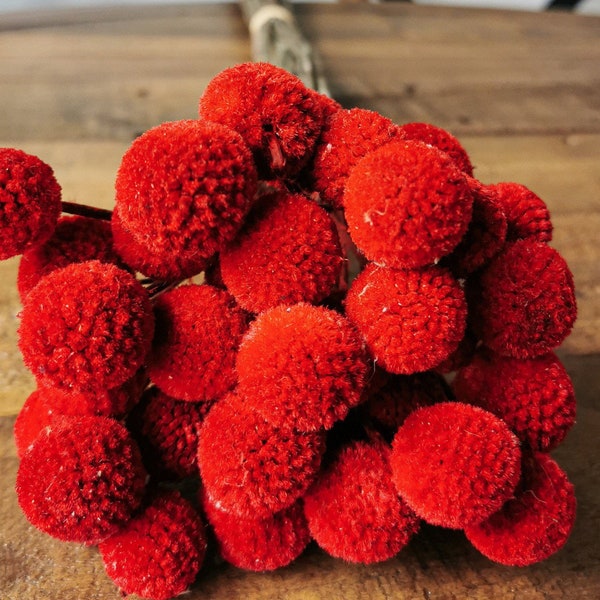 Red Craspedia Bunch of five,Billy Buttons, Dried Flowers, dry flower Floral Arrangements billy balls