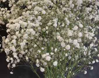 Tallos frescos de Gypsophila, perfectos para secar en casa. 10 tallos largos Baby's Breath, para ramos de boda, arreglos florales y manualidades.