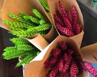 Coloured dried wheat bunches for crafts, weddings, bouquets and home decor