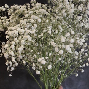Air dried or fresh Gypsophila, baby’s breath, dried flowers, Preserved White Dried Gypsophila - Baby&#39;s Breath Flowers, wedding flowers