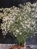 Air dried or fresh Gypsophila, baby’s breath, dried flowers, Preserved White Dried Gypsophila - Baby's Breath Flowers, wedding flowers 