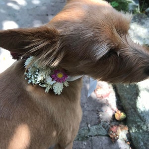 Dried Flower Dog wedding collar, puppy flower collar, dried flowers