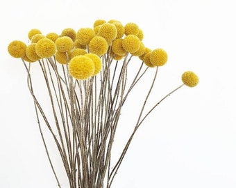 Yellow Craspedia Bunch of five | Mustard Billy Buttons | Dried Flowers | Floral Arrangements billy balls