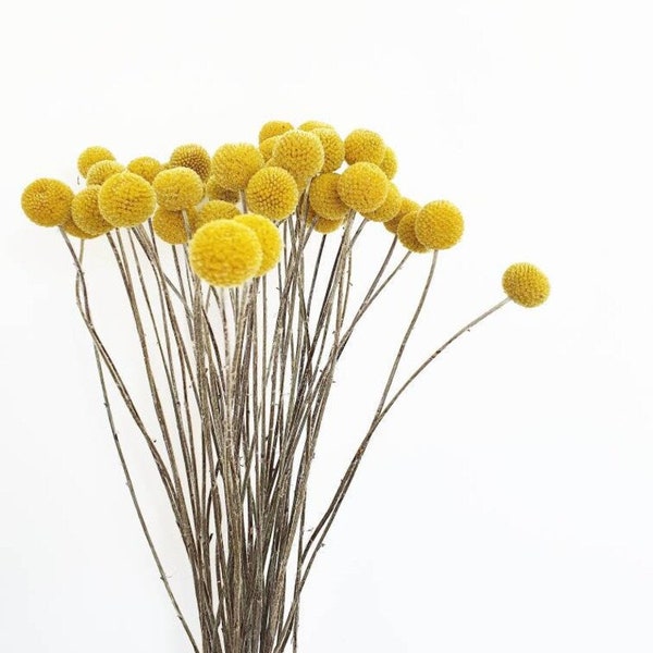 Yellow Craspedia Bunch of ten, Mustard Billy Buttons, Dried Flowers, dry flower Floral Arrangements billy balls