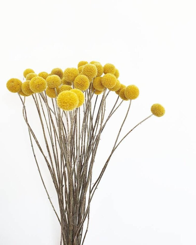 Yellow Craspedia Bunch of ten, Mustard Billy Buttons, Dried Flowers, dry flower Floral Arrangements billy balls image 1