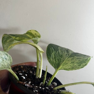 May include: A small potted plant with variegated leaves in shades of green and white. The plant has multiple stems and is growing in a black plastic pot.