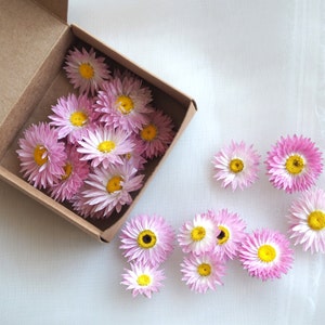 5 Types of organic dried daisy strawflower heads and confetti for craft, resin, jewellery, cake decoration, soap, candle, garland making.