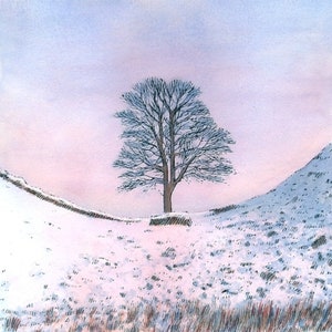 La pared de Hadrian; Sycamore Gap en invierno.