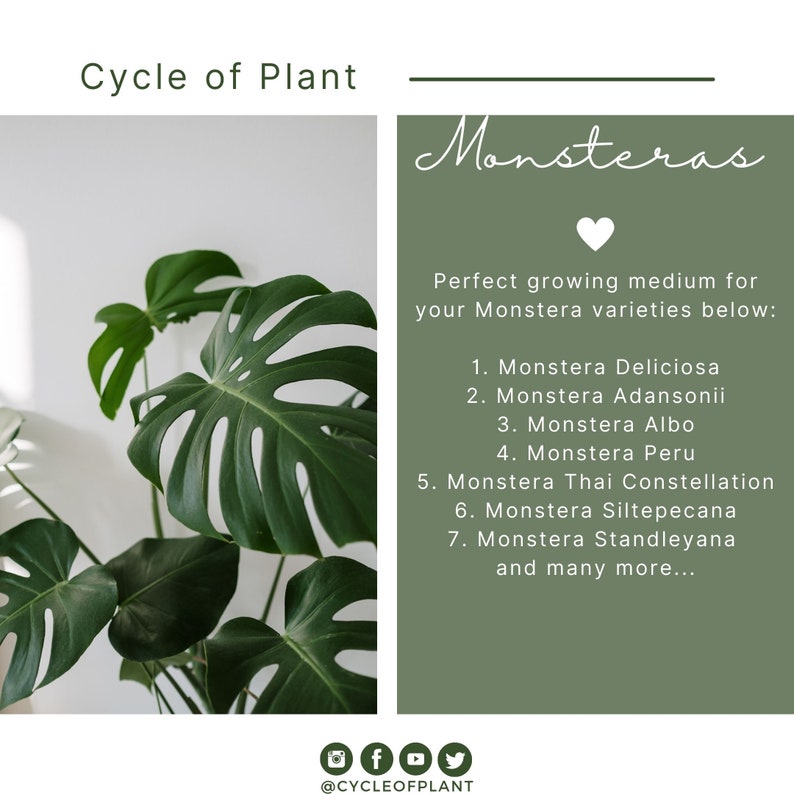 May include: A green Monstera plant with large, fenestrated leaves. The text "Monsteras" is written in a decorative font above a heart symbol. The text below the heart reads "Perfect growing medium for your Monstera varieties below:" followed by a list of Monstera varieties.