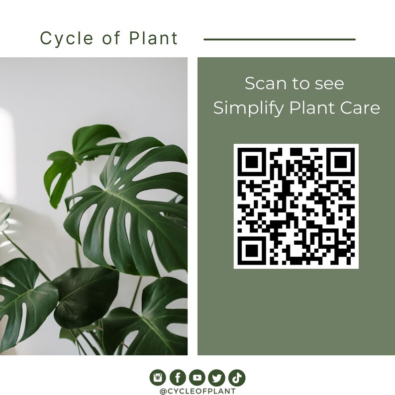 May include: A green Monstera plant with large leaves against a white background. The image includes a QR code with the text "Scan to see Simplify Plant Care" and social media icons with the text "@CYCLEOFPLANT".
