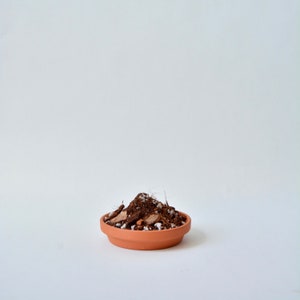 May include: A terracotta pot filled with brown potting soil and white perlite.
