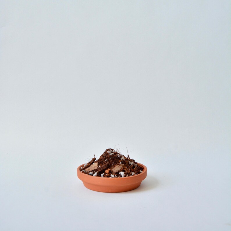 May include: A terracotta pot filled with brown potting soil and white perlite.
